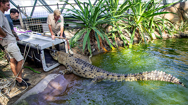 Cairns ZOOM and Wildlife Dome relocates crocodile to Wildlife Habitat Port Douglas