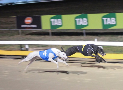 ACT to follow NSW with greyhound racing ban