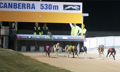 ACT Government passes legislation to ban greyhound racing