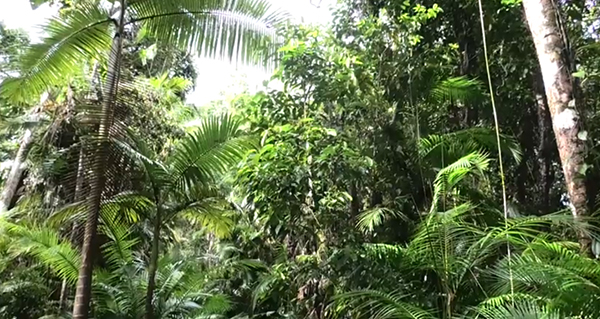 World Heritage Daintree National Park returned to Traditional Owners