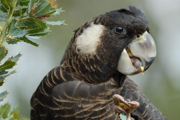 Former Perth pine plantation to be rehabilitated for endangered Carnaby’s cockatoo