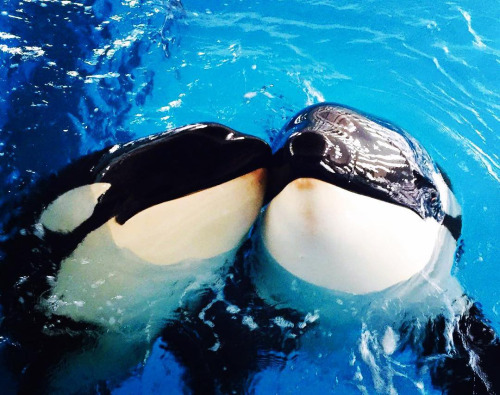 China’s Chimelong Group opens killer whale breeding facility