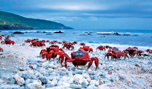 Parks Australia looks to develop ecotourism concepts on Christmas Island