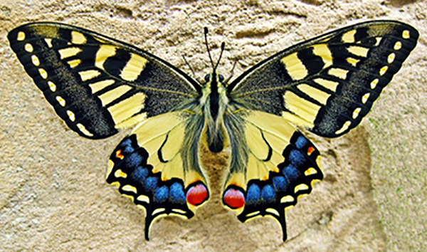 Butterfly Aviary opens at South Australia’s Cleland Wildlife Park