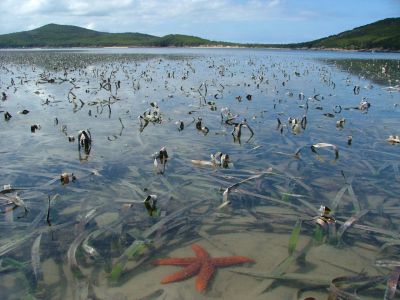 Action needed to protect Victoria’s marine environment