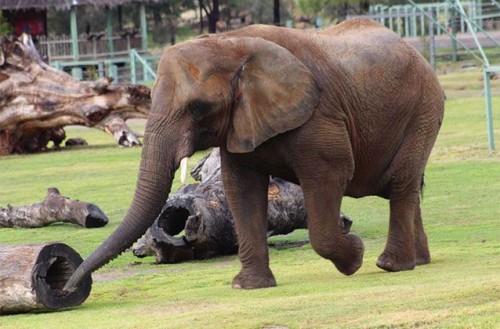 Australia’s last African elephant dies at Taronga Western Plains Zoo