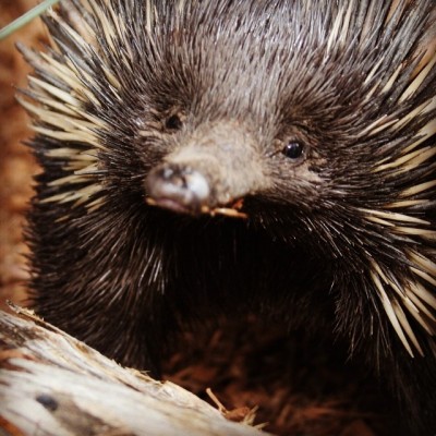 Currumbin Wildlife Sanctuary echidna found safe and well