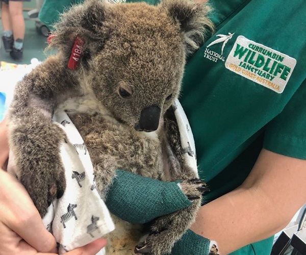 Currumbin Wildlife Hospital outlines lockdown activity as Zoos across the nation close