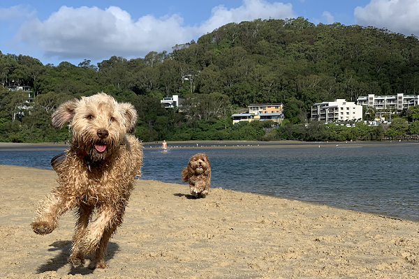 National directory looks to connect Australia’s 30 million pets with pet-friendly places
