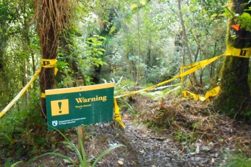 Further track closures imminent in moves to prevent kauri dieback