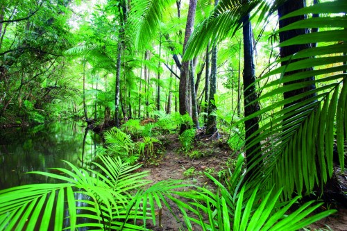 Day of Forests recognises value of the earth’s green lungs