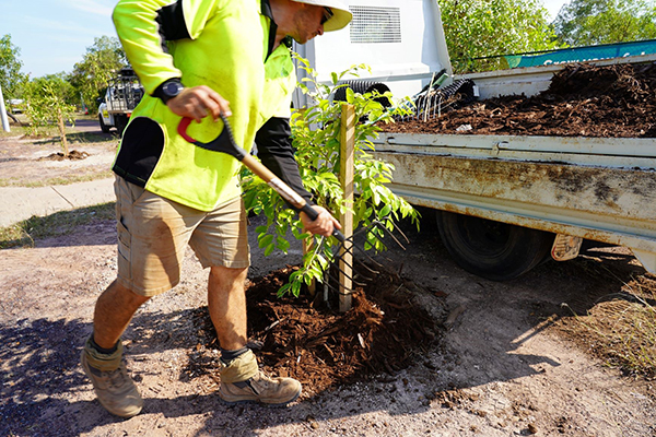 More tree planting underway to cool and shade Darwin suburbs
