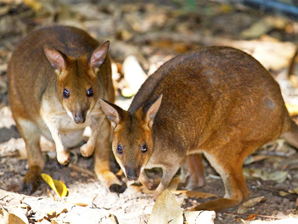 David Fleay Wildlife Park opens new immersive wildlife experience for students