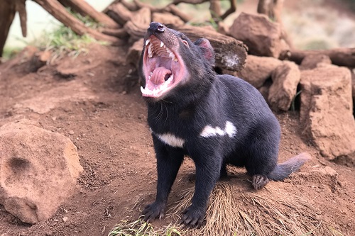 Aussie Ark invites guest to view Australia’s most endangered species in wild environments