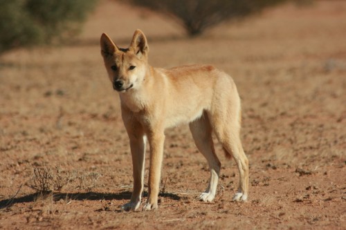 Dingoes to be used to control pests in country Victoria