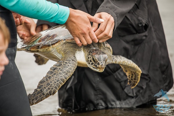 Yazidi refugees assist in turtle release from Dolphin Marine Conservation Park