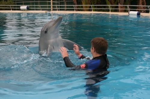 Coffs Harbour dolphin attraction facing court for ‘misleading’ animal welfare claims
