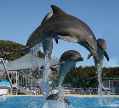 Rebranded Dolphin Marine Magic continues as the only dolphin attraction in NSW