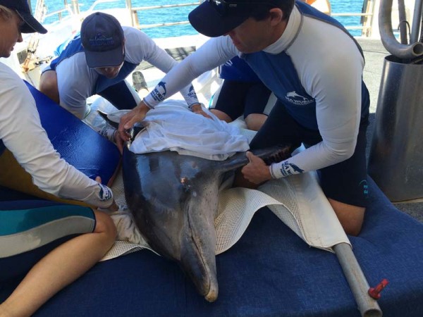 Sea World Rescue Team rehabilitates injured dolphin