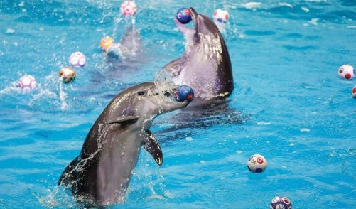 South Korea court confiscates dolphins from show
