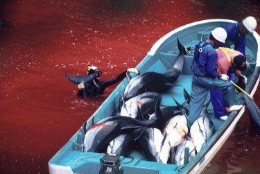 WAZA suspends Japanese zoo association over Taiji dolphin hunts