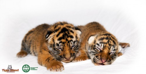 Dreamworld unveils two newly born cubs at Tiger Island
