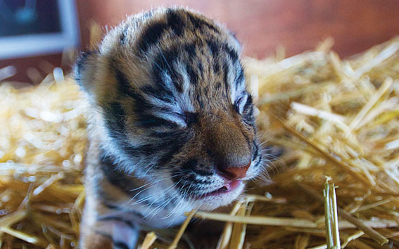 Dreamworld celebrates tiger cub birth on Global Tiger Day