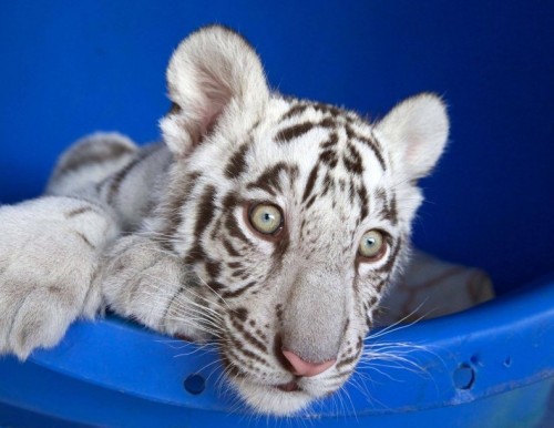 Dreamworld White Tiger Clubs unveiling pairs with announcement on Tiger Island redevelopment