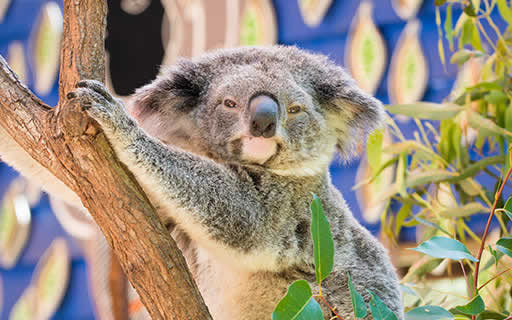 Dreamworld backs koala conservation with new breeding program