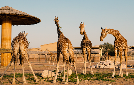 Dubai Safari Park reopens after 33 month refurbishment