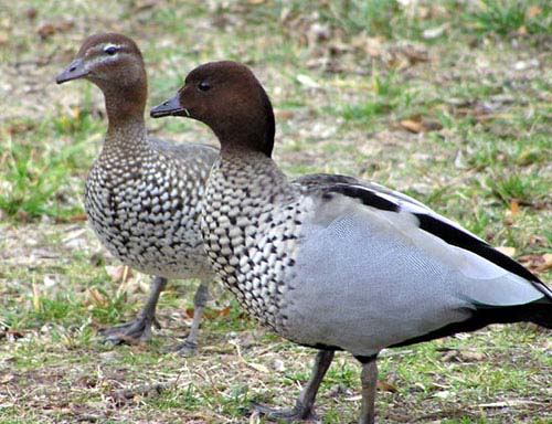 Wollongong City Council kills off ducks at Helensburgh and Corrimal pools