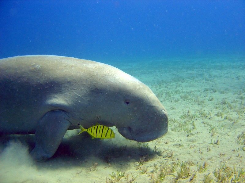 Fishermen fined $17,000 for taking endangered turtles and dugong from Queensland marine park