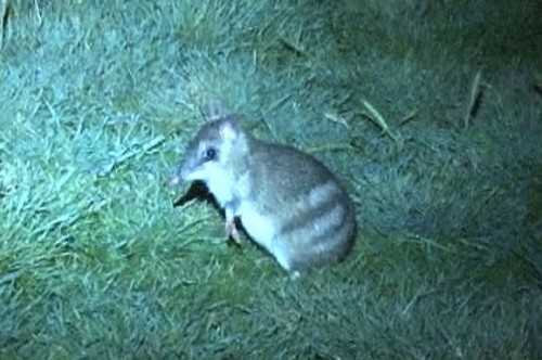 Phillip Island marks anniversary release of Eastern Barred Bandicoots