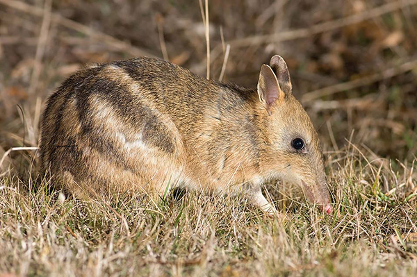 Volunteers and government agencies help Eastern Barred Bandicoot conservation status change from extinct to endangered