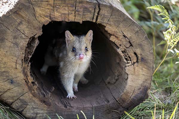 Aussie Ark announces most successful breeding season for endangered Eastern quoll
