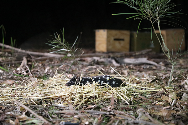 Aussie Ark plays key role in the release of endangered Eastern Quolls