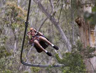 Ecoline launches tree-based rollercoaster zip line