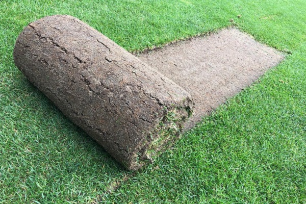 Devotees get the chance to take home a part of Eden Park’s hallowed turf