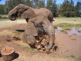 Taronga Western Plains Zoo welcomes new elephant facility