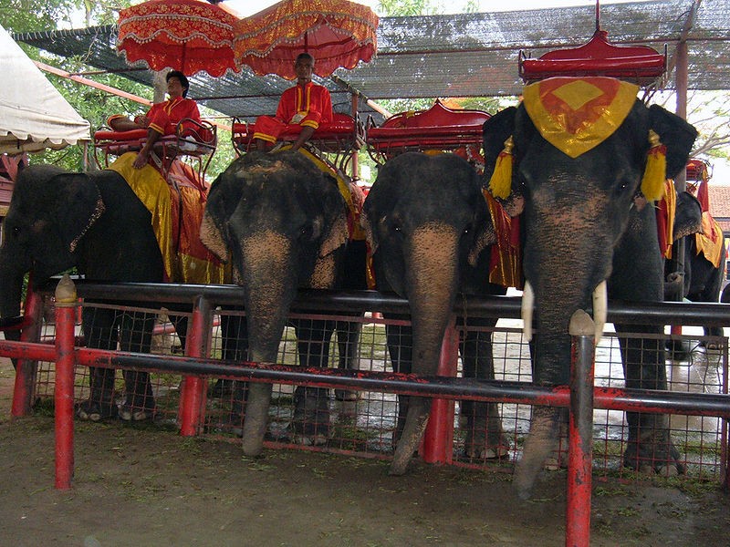 Elephant tourism exploitation report identifies offenders