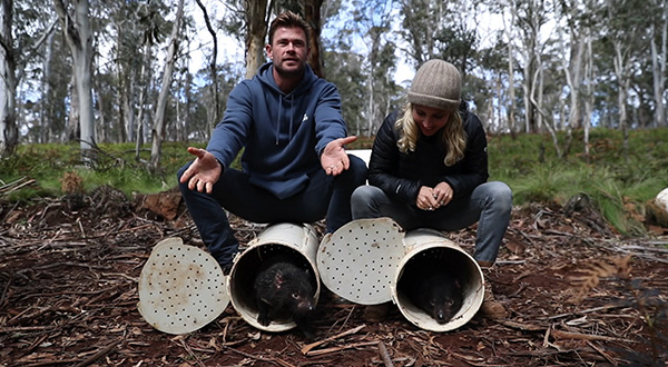 Chris Hemsworth helps with returning Tasmanian Devils into mainland Australia for first time in 3000 years