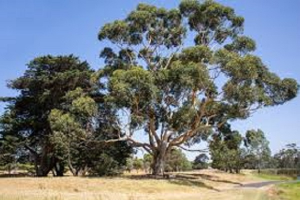 Sydney’s Bayside Council to plant 800 trees