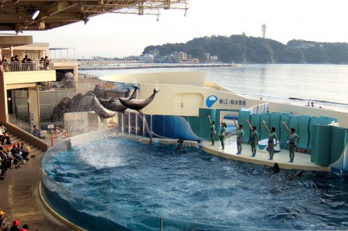 Japanese aquariums quit industry body over Taiji cove dolphin ban