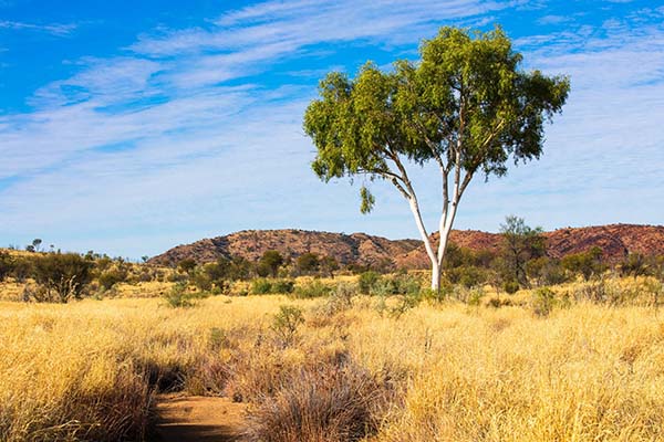 Latest IUCN reports that a quarter of eucalypt trees are threatened with extinction