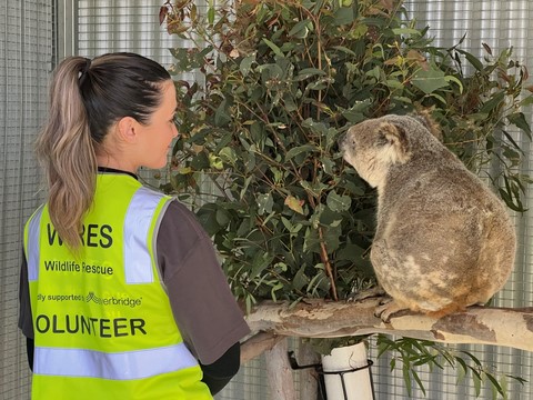 Everbridge marks three years of supporting wildlife rescue organisation WIRES