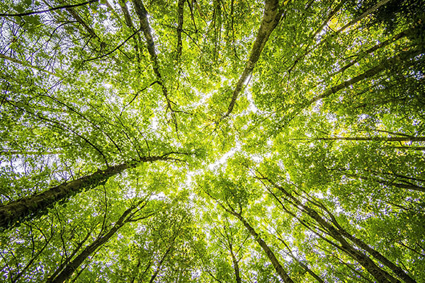 Australia becomes founding member of the Forests and Climate Leaders Partnership