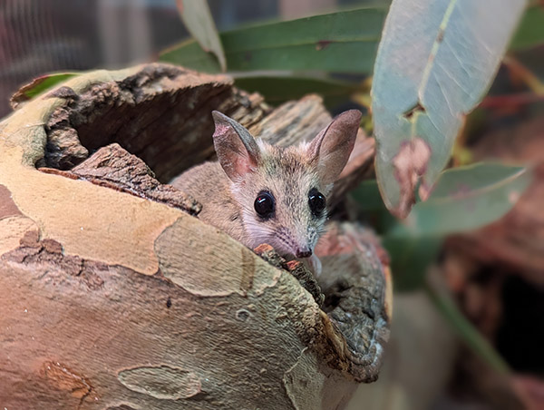 Zoos and conservation organisations reflect on Australia’s woeful extinction rate this National Threatened Species Day