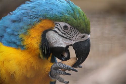Police recover Featherdale Wildlife Park’s stolen Macaws