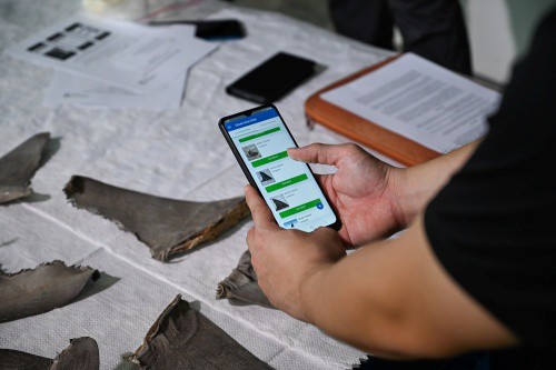 Asia’s first AI-based mobile app launched for shark and ray fin identification to combat illegal wildlife trade