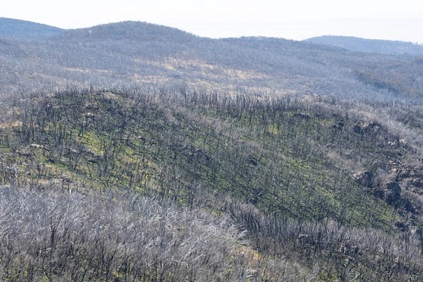 Parks Victoria advise that time is ‘running out’ to save the Alpine National Park